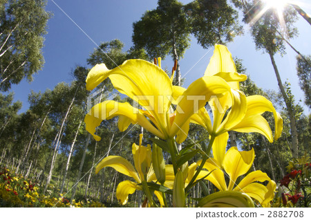 Yellow lily bathed in sunshine Yellow lily bathed in sunshine 2882708