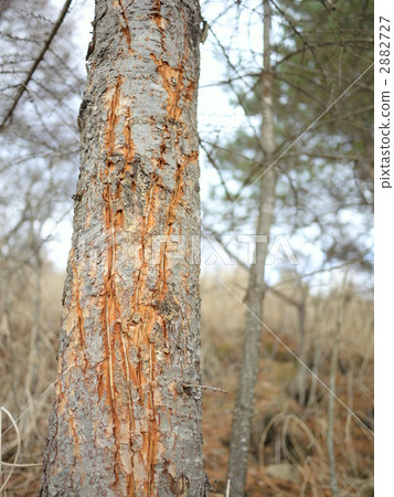 Bear's nail Bear's nail 2882727