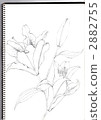 tulip tree, sketchbook, sketchpad 2882755