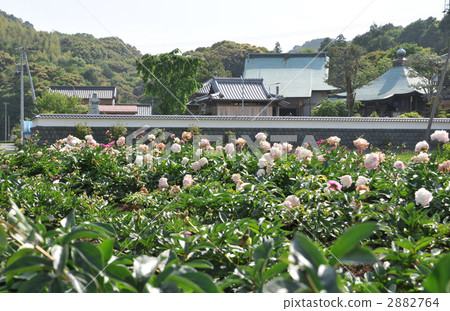 [四國88處]高知縣高知市初夏谷根寺34號 2882764