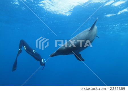 海豚 東方寬吻海豚 休閒 2882869