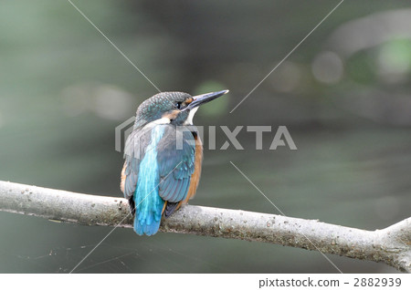 Kingfisher's young bird 2882939
