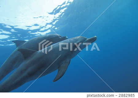 bottlenose dolphin, tursiops aduncus, dolphin 2882985