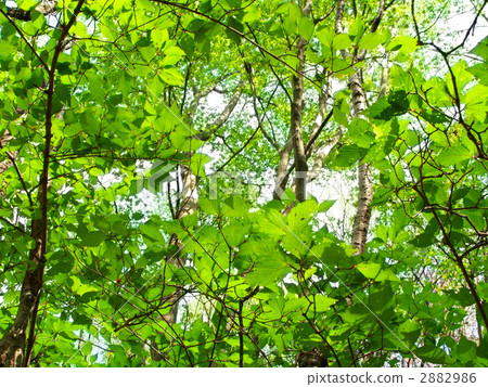 Early summer of wild forest (horizontal cut) 2882986