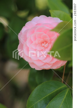 Camellia * 2 2883007