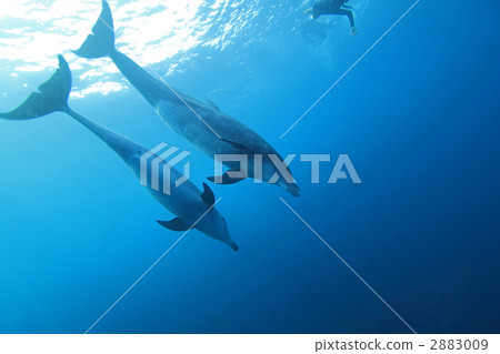 bottlenose dolphin, tursiops aduncus, dolphin 2883009