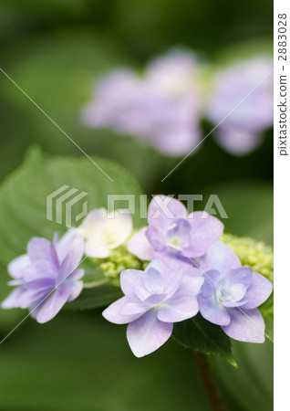 Gaku hydrangea Gaku hydrangea 2883028