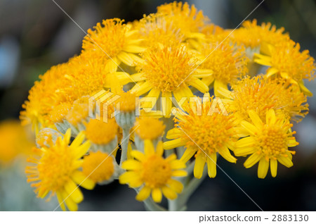 Shirota aegi 2883130