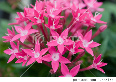 五硫化二磷 2883137