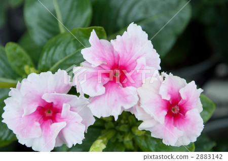 賓卡·小龍捲風 賓卡·小龍捲風 2883142