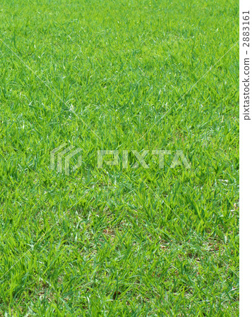 草皮(年輕葉子)紋理〜縱向切開 草皮(年輕葉子)紋理〜縱向切開 2883161