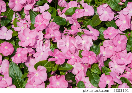 長春花 長春花 2883191