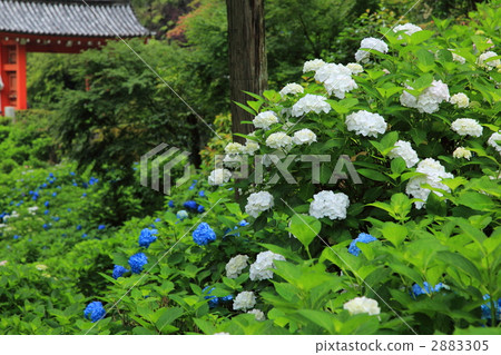 Mimurodoji [初夏]京都 2883305