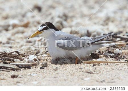 Cordonce在沿海孵化期間 Cordonce在沿海孵化期間 2883333