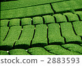 靜岡茶園 2883593
