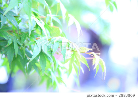 京都的Kaiten高調1 2883809