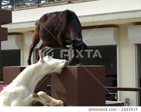 吃食物的山羊 2883915