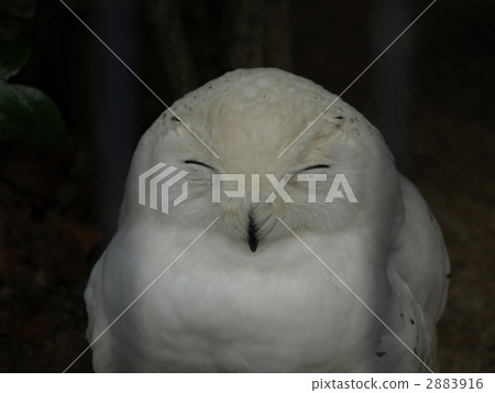 巨型松鼠貓頭鷹 2883916