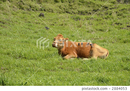 Aka no Oka牛 2884053