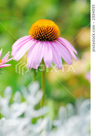 echinacea purpurea, purple baren chrysanthemum, petal 2884095
