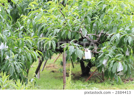 Peach orchard 2884413