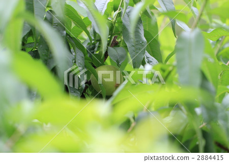 Peach orchard 2884415
