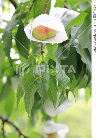 Peach orchard 2884417
