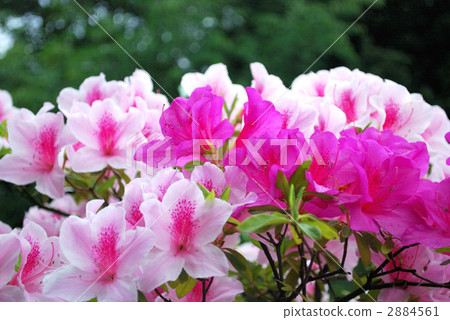 Azalea Azalea 2884561