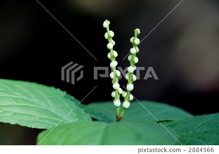 Phthalis sika Phthalis sika 2884566