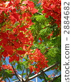 鳳凰木 2884682