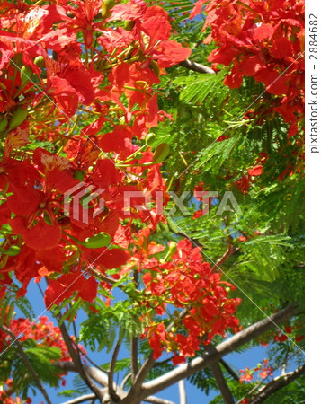 鳳凰木 2884682