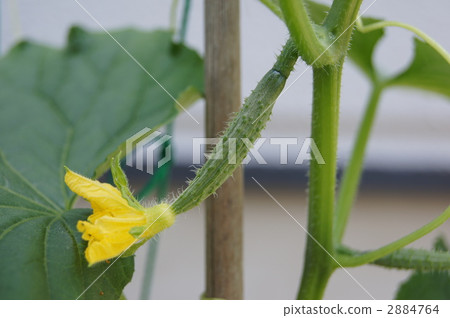 cucumber flower, cucumber, cucumbers 2884764