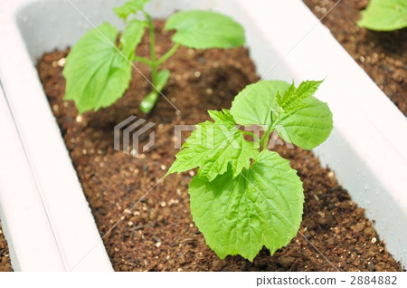 戈雅幼苗 2884882