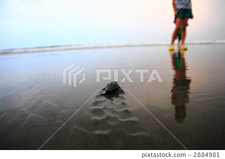 sea turtles baby, sea turtle, landscape 2884981