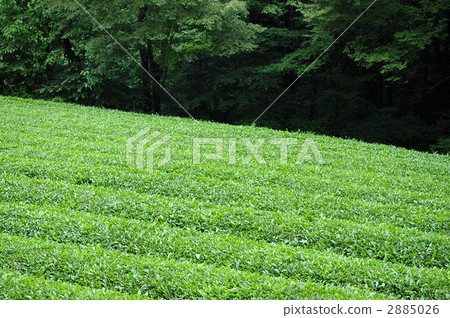 Tea field in the Sano River 2885026
