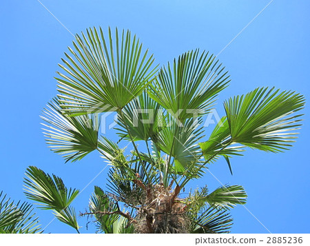 trachycarpus, chinese windmill palm, tree 2885236