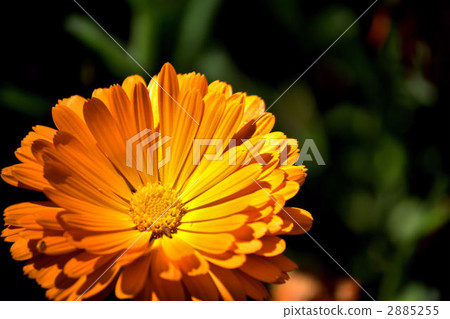 Calendula Calendula 2885255