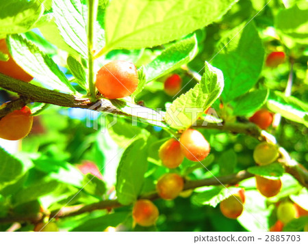 木半夏 銀果胡頹子 野生橄欖 2885703