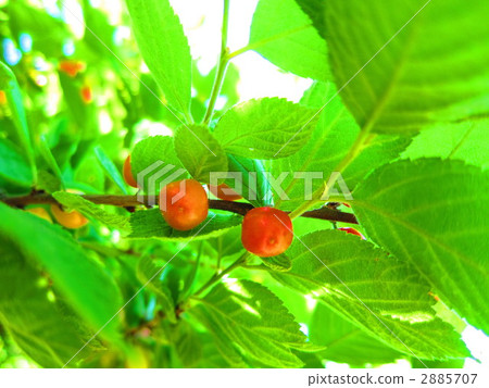木半夏 銀果胡頹子 野生橄欖 2885707