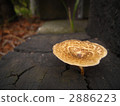 Mushroom spot 2886223