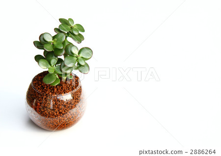 金礦 青鎖龍 肉質植物 2886264