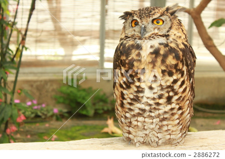 Cape eagle Cape eagle 2886272