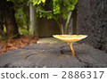 Mushroom back umbrella sponge shape 2886317