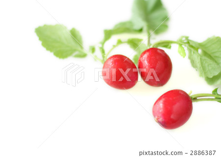radish, radishes, red turnip 2886387