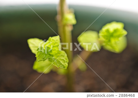 薄荷 葉子 葉 2886468