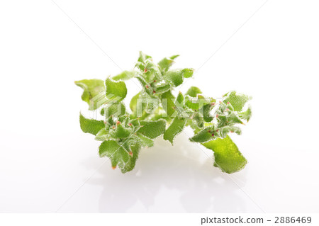 常見的冰工廠 冰葉日中花 新鮮蔬菜 2886469