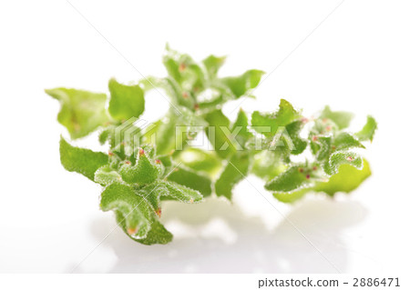 冰葉日中花 新鮮蔬菜 新蔬菜 2886471