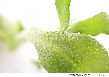 冰葉日中花 新鮮蔬菜 新蔬菜 2886472