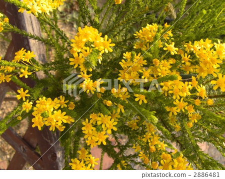 Golden Cracker Golden Cracker 2886481