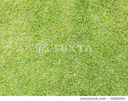 Lawn 2886484